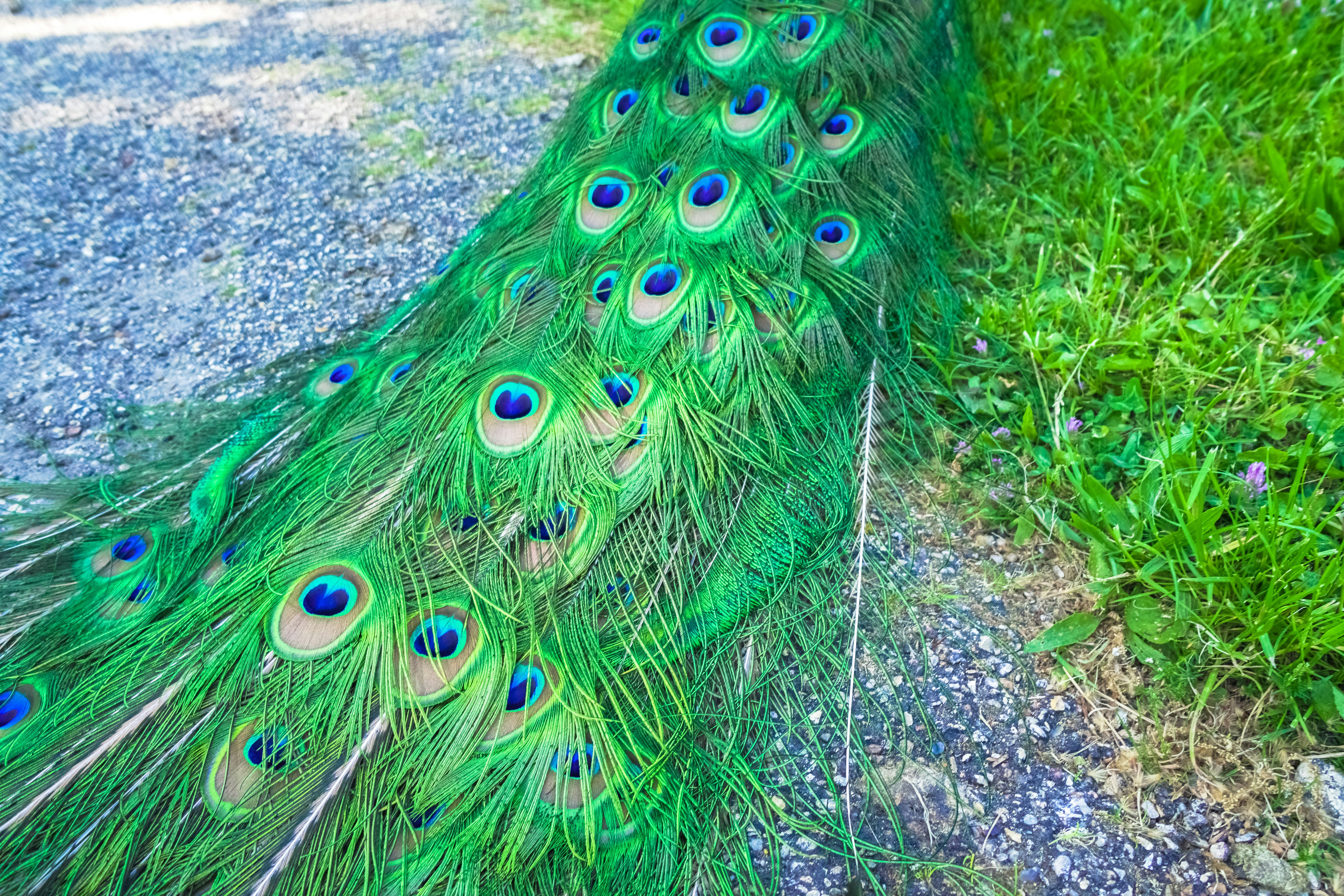 green blue and brown peacock feather